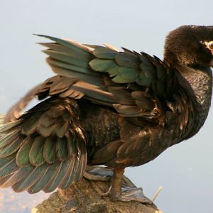 Muscovy duck; Barnes; 2nd June 2013