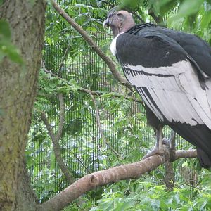Andean Condor