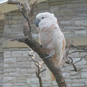 Major Mitchell's Cockatoo