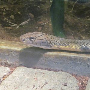 King Cobra