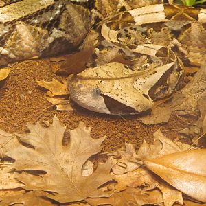 Gaboon Viper