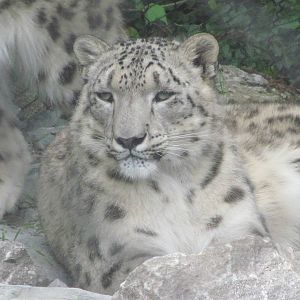 Snow Leopard