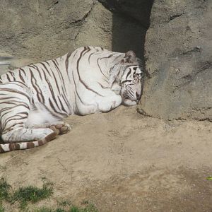 White Tiger
