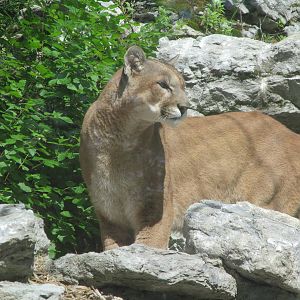 Mountain Lion