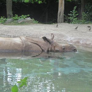 Indian Rhino