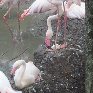 Greater Flamingo and egg