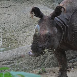 Indian Rhino