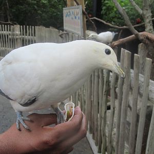 Imperial Pigeon - Lorikeet Landing