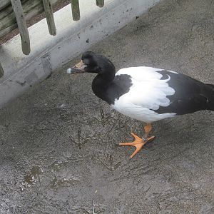 Magpie Goose