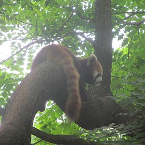 Red Panda