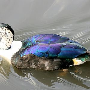 Comb duck; Barnes; 2nd June 2013