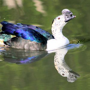 Comb duck with reflection; Barnes; 2nd June 2013