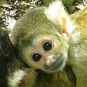 Baby squirel monkey