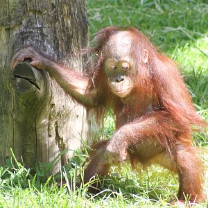 Young Borneo Orang utan