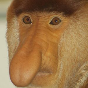 Proboscis monkey