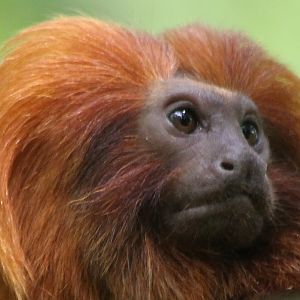 Golden Lion tamarin