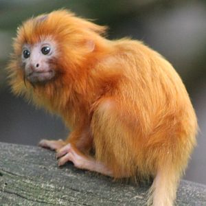 Golden Lion tamarin youngster