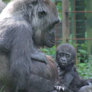 Gorilla with baby