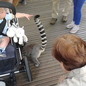 Contact with the animals......almost