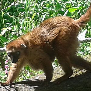 Sclater´s or Blue-eyed lemur