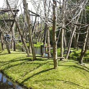 Borneo Orang Utan-islands