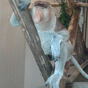 Proboscis monkey in indoor-enclosure