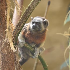 White handed tamarin