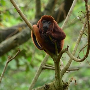 Red howler monkey