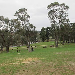 Free-range Western Grey Kangaroos - Ballarat Wildlife Park May 2013