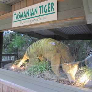 Thylacine Display - Ballarat Wildlife Park May 2013