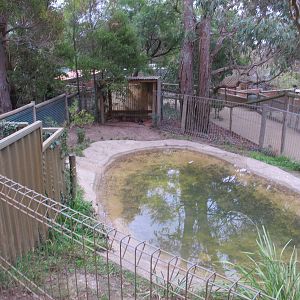American Alligator Exhibit - Ballarat Wildlife Park May 2013