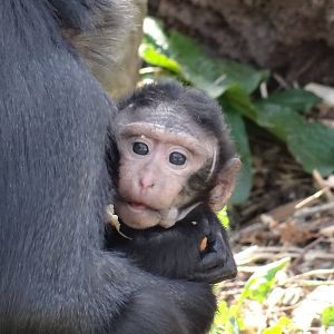 Sulawesi Macaques