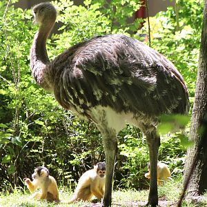 Darwin rhea with squirrel monkey´s