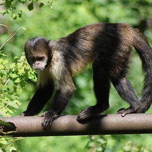 Yellow-breasted capucine