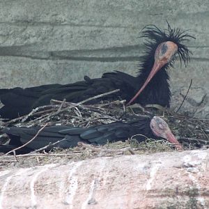 Incubating Bald ibisses
