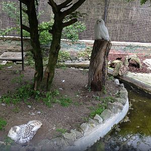 Lille Zoo snowy owl