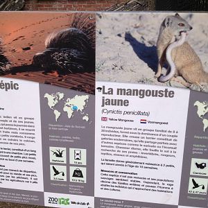 Lille Zoo Porcupine and yellow mongoose