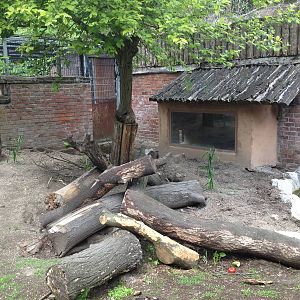 Porcupine and yellow mongoose