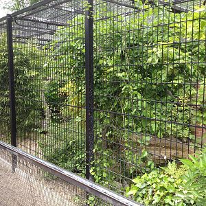 Lille Zoo fishing cat