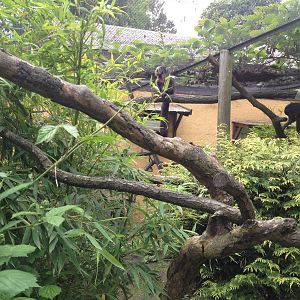 Lille Zoo saki monkey