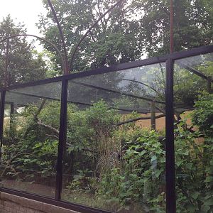 Lille Zoo saki monkey