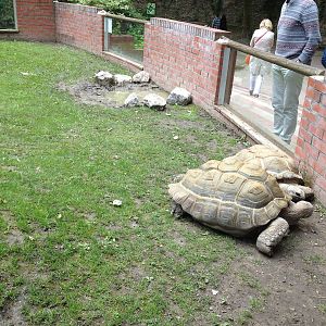 Lille Zoo giant tortoise