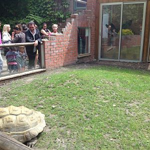 Lille Zoo giant tortoise