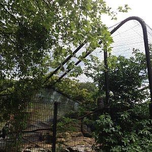 Lille Zoo great grey owl aviary