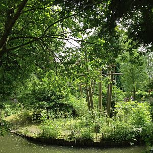Lille Zoo white-handed gibbon