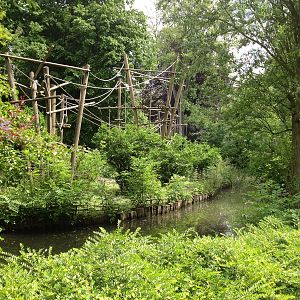 Lille Zoo white-handed gibbon