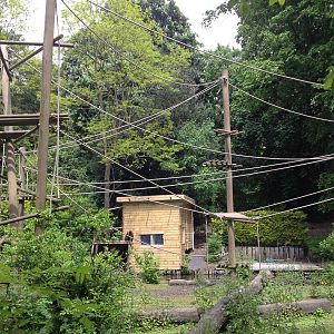 Lille Zoo white-handed gibbon