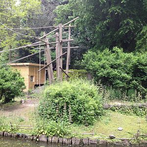 Lille Zoo white-handed gibbon