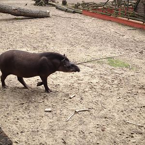Lille Zoo South American paddock