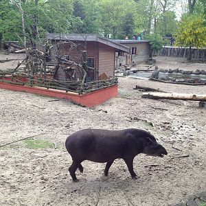 Lille Zoo South American paddock